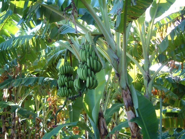 tropical fruits, just help yourself