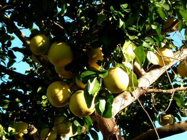 tropical fruits from the garden - you find them in our rum-punches