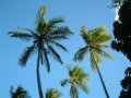 Palmtrees - you find a lot in Grenada