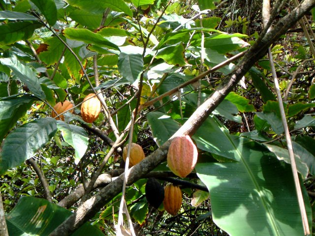 Cacao - ingredients for the Chocolate