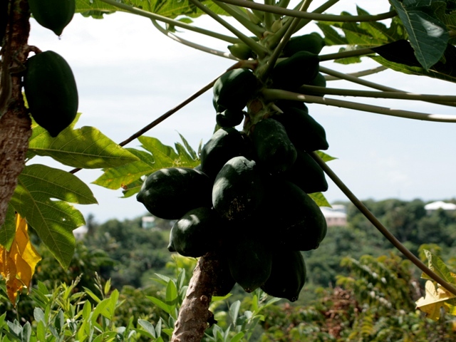 Papayas warten auf die Ernte