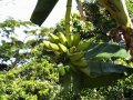 Bananas in the garden - this time for cooking