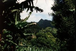 Regenwald rund um den Grand Etagne Nationalpark